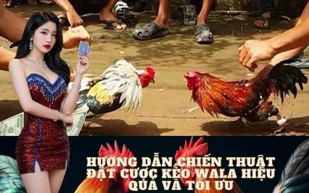Hướng dẫn chiến thuật đặt cược Kèo Wala hiệu quả và tối ưu